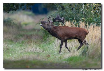 Edelhert - Red Deer