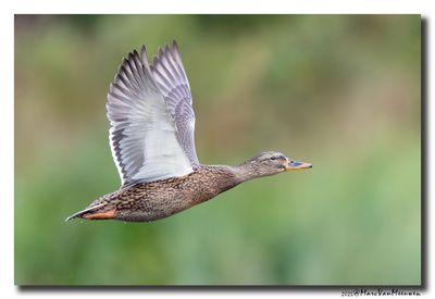 Wilde Eend - Mallard