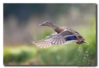 Wilde Eend - Mallard