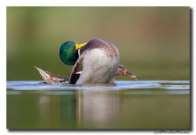 Wilde Eend - Mallard