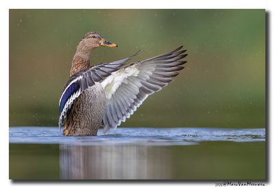 Wilde Eend - Mallard
