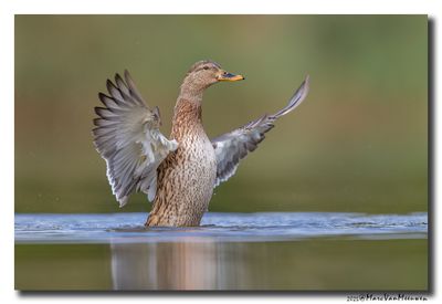 Wilde Eend - Mallard