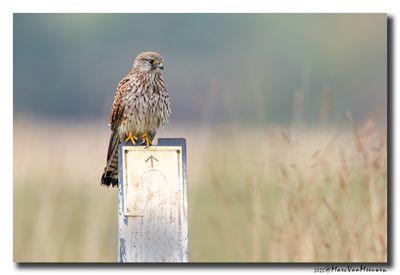 Torenvalk - Kestrel