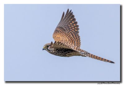 Torenvalk - Kestrel