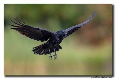 Zwarte Kraai - Carrion Crow