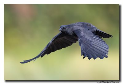 Zwarte Kraai - Carrion Crow