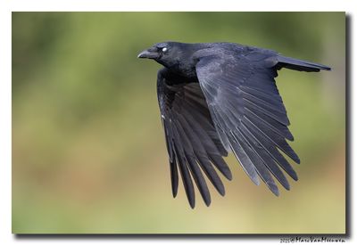 Zwarte Kraai - Carrion Crow