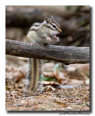 Siberische grondeekhoorn - Siberian Chipmunk