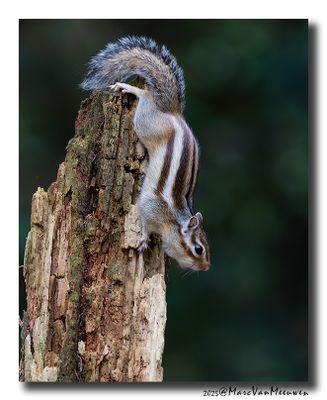 Siberische grondeekhoorn - Siberian Chipmunk