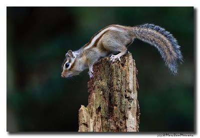 Siberische grondeekhoorn - Siberian Chipmunk