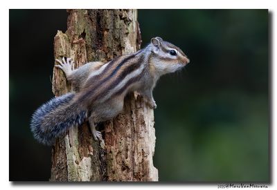 Siberische grondeekhoorn - Siberian Chipmunk