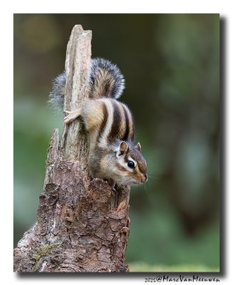 Siberische grondeekhoorn - Siberian Chipmunk