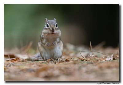 Siberische grondeekhoorn - Siberian Chipmunk