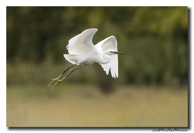 Kleine Zilverreiger - Little Egret