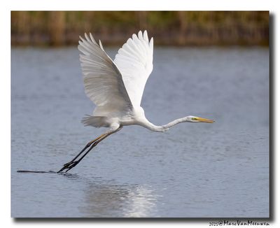 Grote Zilverreiger - Great Egret