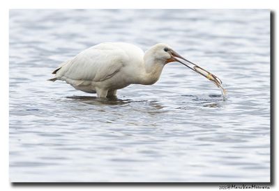 Lepelaar - Spoonbill