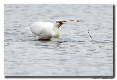Lepelaar - Spoonbill