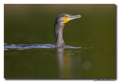 Aalscholver - Great Cormorant