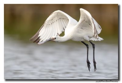 Lepelaar - Spoonbill