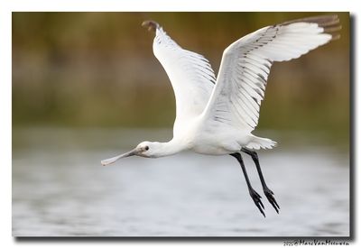 Lepelaar - Spoonbill