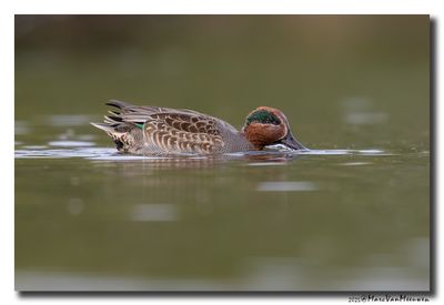 Wintertaling - Eurasian Teal
