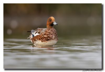 Smient - Wigeon
