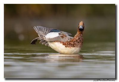 Smient - Wigeon