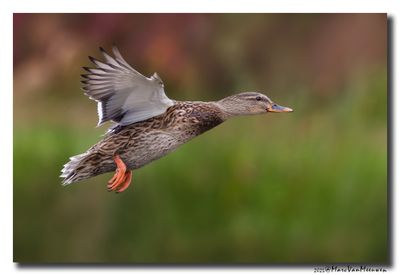 Wilde Eend - Mallard