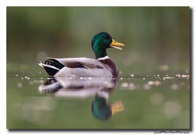 Wilde Eend - Mallard