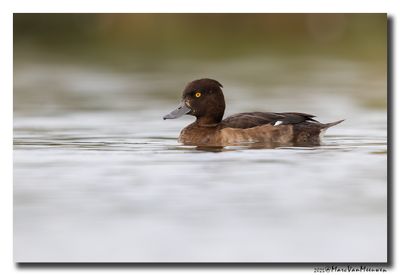 Kuifeend - Tufted Duck