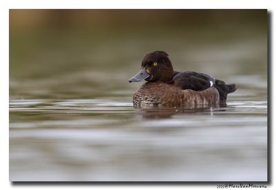 Kuifeend - Tufted Duck