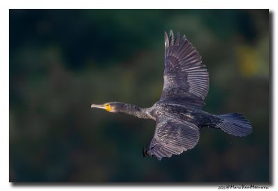 Aalscholver - Great Cormorant