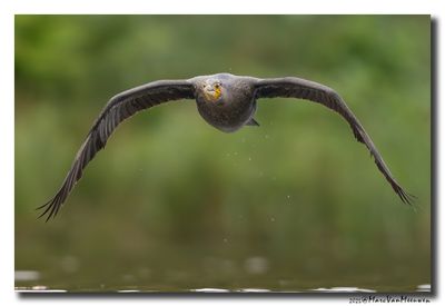 Aalscholver - Great Cormorant