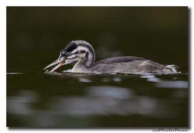 Fuut - Great Crested Grebe