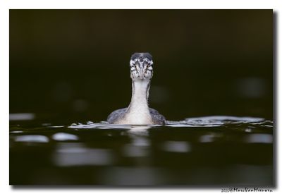 Fuut - Great Crested Grebe