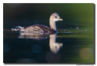 Dodaars - Little Grebe