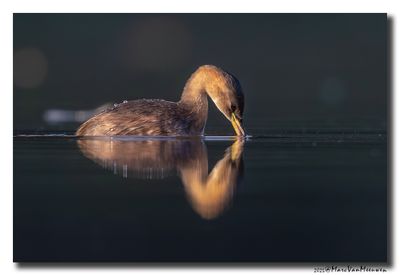 Dodaars - Little Grebe