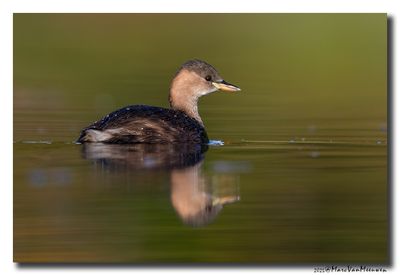 Dodaars - Little Grebe