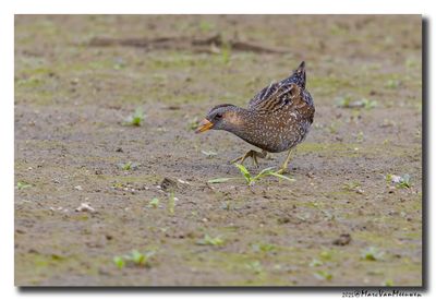 Porseleinhoen - Spotted Crake 