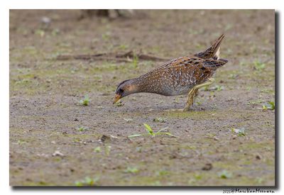 Porseleinhoen - Spotted Crake 