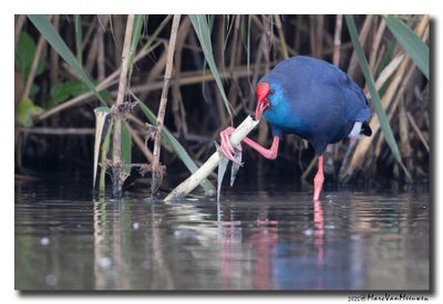 Purperkoet - Western Swamphen