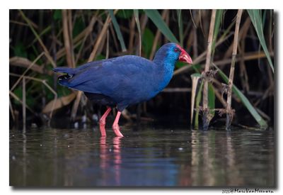 Purperkoet - Western Swamphen