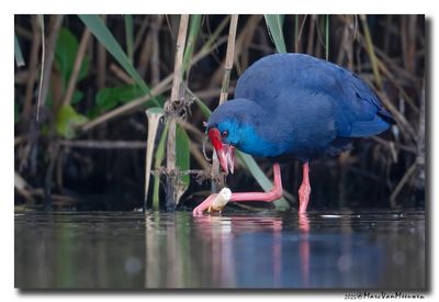Purperkoet - Western Swamphen