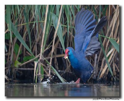 Purperkoet - Western Swamphen