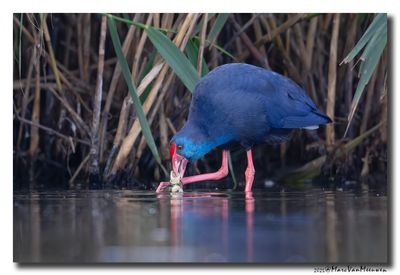 Purperkoet - Western Swamphen
