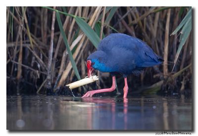 Purperkoet - Western Swamphen