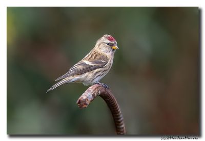 Barmsijs - Redpoll spec