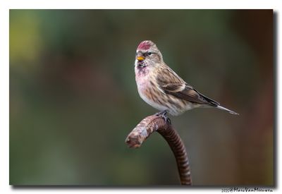 Barmsijs - Redpoll spec