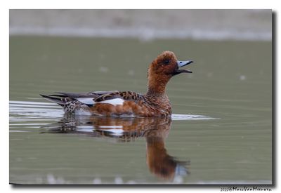 Smient - Wigeon