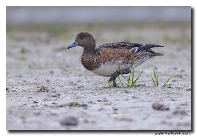 Smient - Wigeon